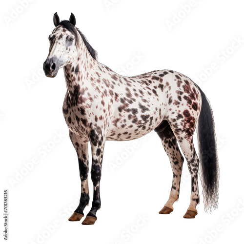 Appaloosa Horse isolate on transparent background, png file photo
