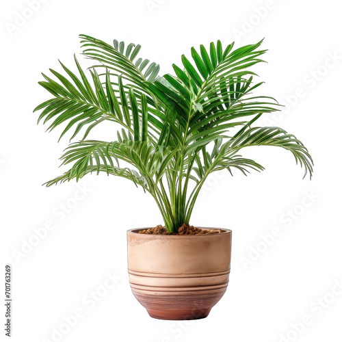 Areca Palm pot isolate on transparent background, png file