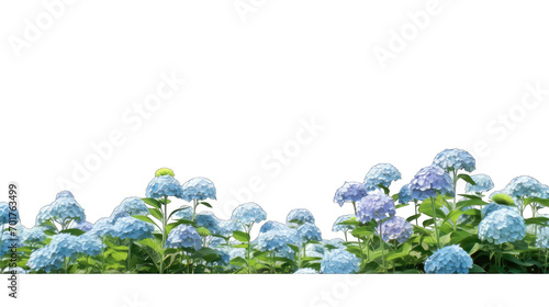 hydrangea fields isolate on transparent background, png file