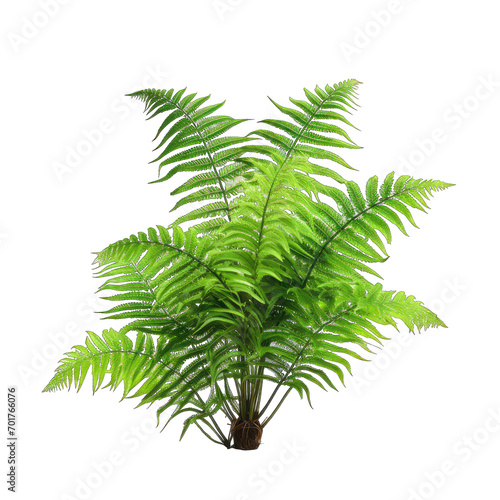 Tree Ferns Cyatheales isolate on transparent background, png file