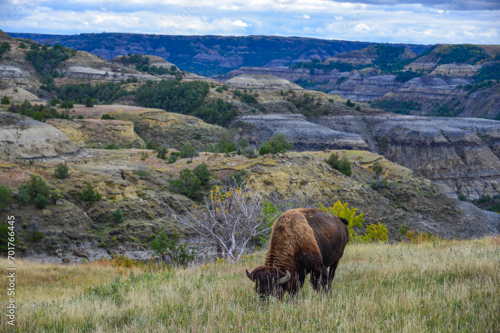 The American bison or buffalo (Bison bison), Theodore Roosevelt NP, North Dakota The American bison or buffalo (Bison bison), Theodore Roosevelt NP, North Dakota