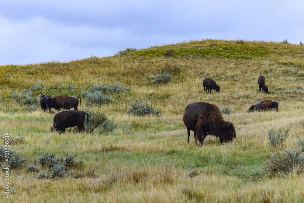 The American bison or buffalo (Bison bison), Theodore Roosevelt NP, North Dakota The American bison or buffalo (Bison bison), Theodore Roosevelt NP, North Dakota