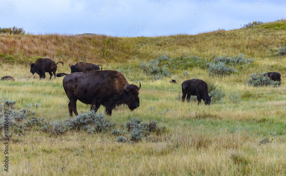 The American bison or buffalo (Bison bison), Theodore Roosevelt NP, North Dakota The American bison or buffalo (Bison bison), Theodore Roosevelt NP, North Dakota