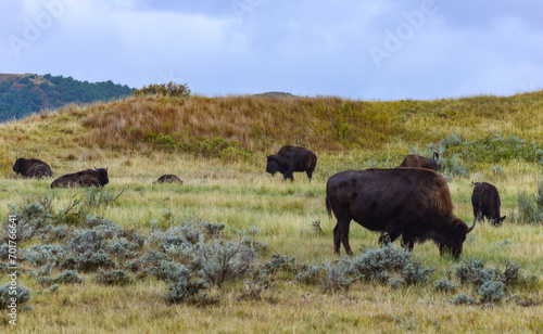 The American bison or buffalo (Bison bison), Theodore Roosevelt NP, North Dakota © SVDPhoto