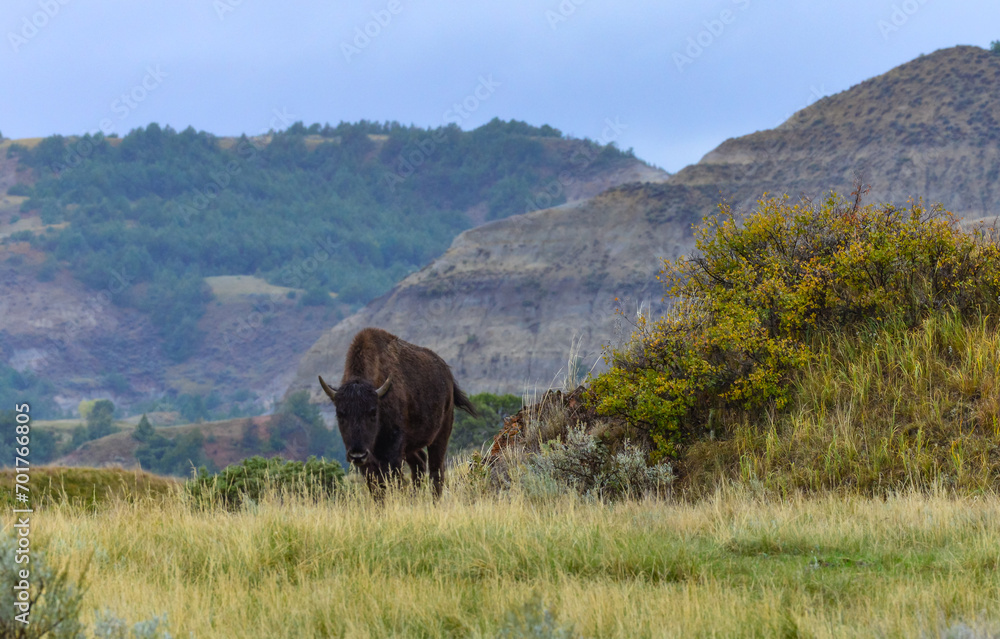 The American bison or buffalo (Bison bison), Theodore Roosevelt NP, North Dakota The American bison or buffalo (Bison bison), Theodore Roosevelt NP, North Dakota