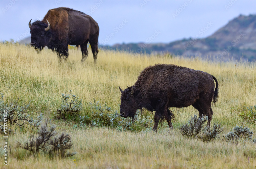 The American bison or buffalo (Bison bison), Theodore Roosevelt NP, North Dakota The American bison or buffalo (Bison bison), Theodore Roosevelt NP, North Dakota