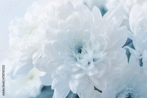 beautiful white  chrysanthemums close up