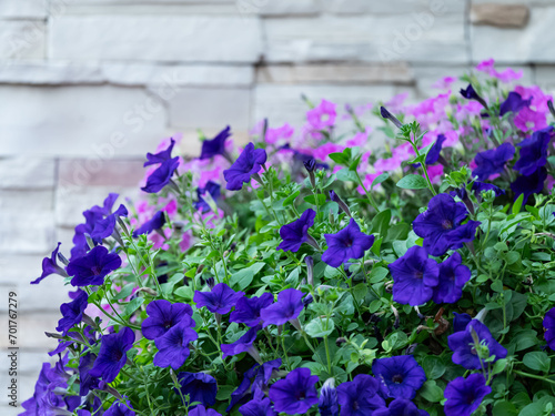 Petunia flowers