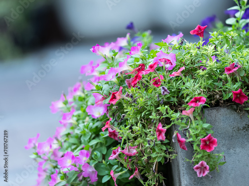 Petunia flowers