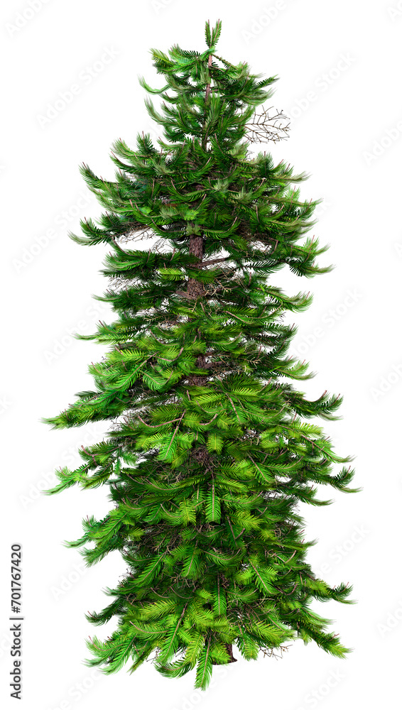 3D Rendering Wollemi Pine Tree on White