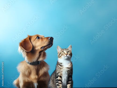 Cat and dog sitting together and looking up. Pets on blue background, copy space