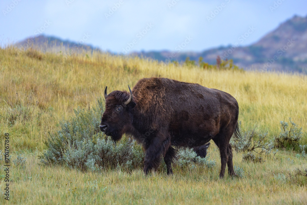 American bison grazing on the prairie. Buffalo (Bison bison), Theodore Roosevelt NP, North Dakota American bison grazing on the prairie. Buffalo (Bison bison), Theodore Roosevelt NP, North Dakota