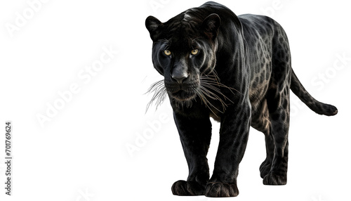 Standing black panther isolated on a white background as transparent PNG