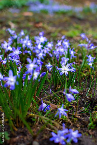 Bouquets of blue scillas in a clearing in early spring