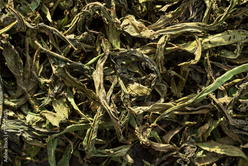 Ivan tea for health.Narrow-leaved cypress for brewing.Dried Ivan tea. photo