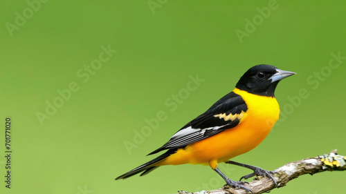 A black and yellow bird, possibly a royal bird or yellow creeper, is seen perched on a branch.