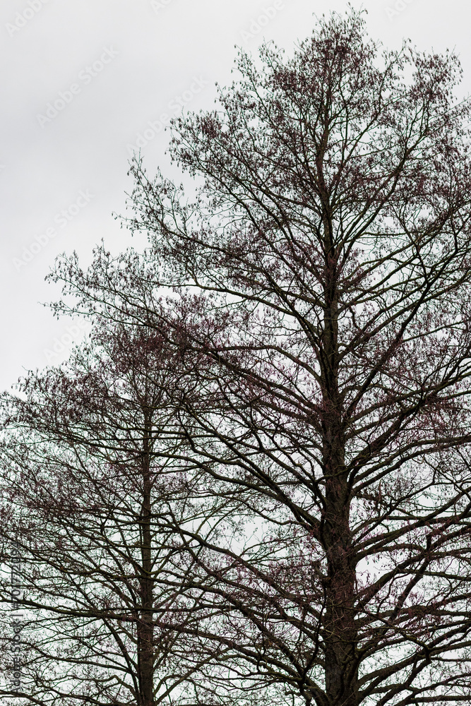 Close up shot of the trees in the forest. Nature Close up shot of the trees in the forest. Nature