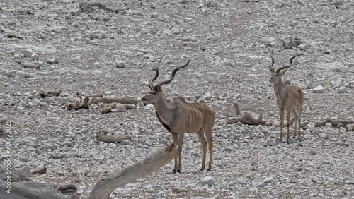 big male kudu (Strepsiceros zambesiensis) with antelars at waterhole, Etosha National Park, Namibia, Africa photo