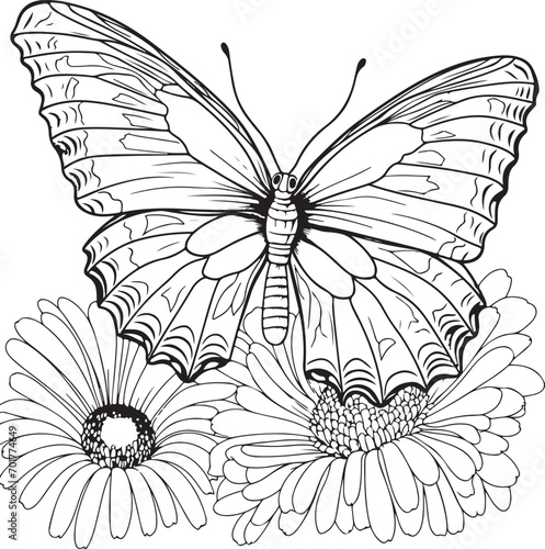 Chrysanthemum butterfly coloring page © Studio One