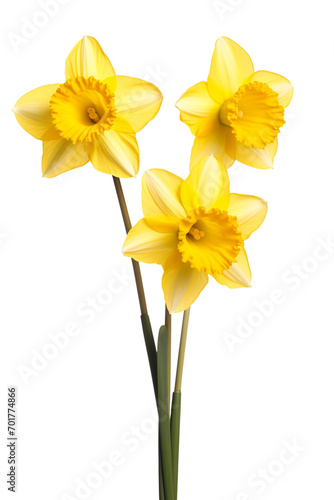 daffodils isolated on a white background PNG