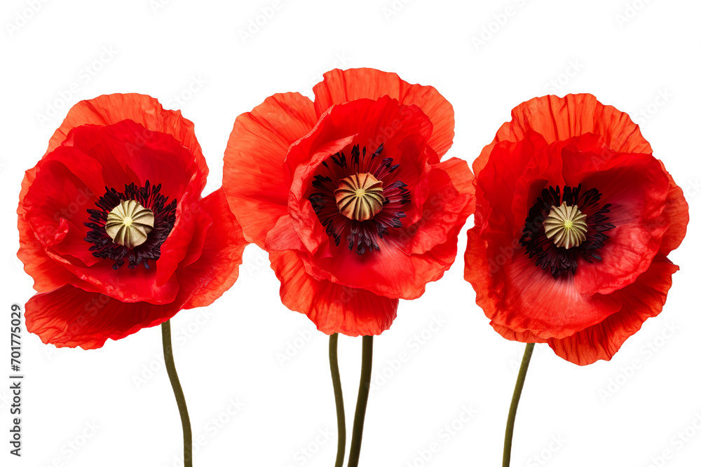 Obraz premium Top side closeup macro view of A collection of two, three Poppy flowers isolated on white background PNG