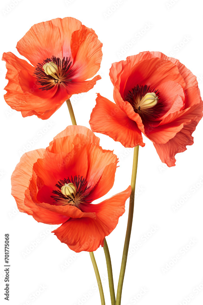 Top side closeup macro view of A collection of two, three Poppy flowers isolated on white background PNG