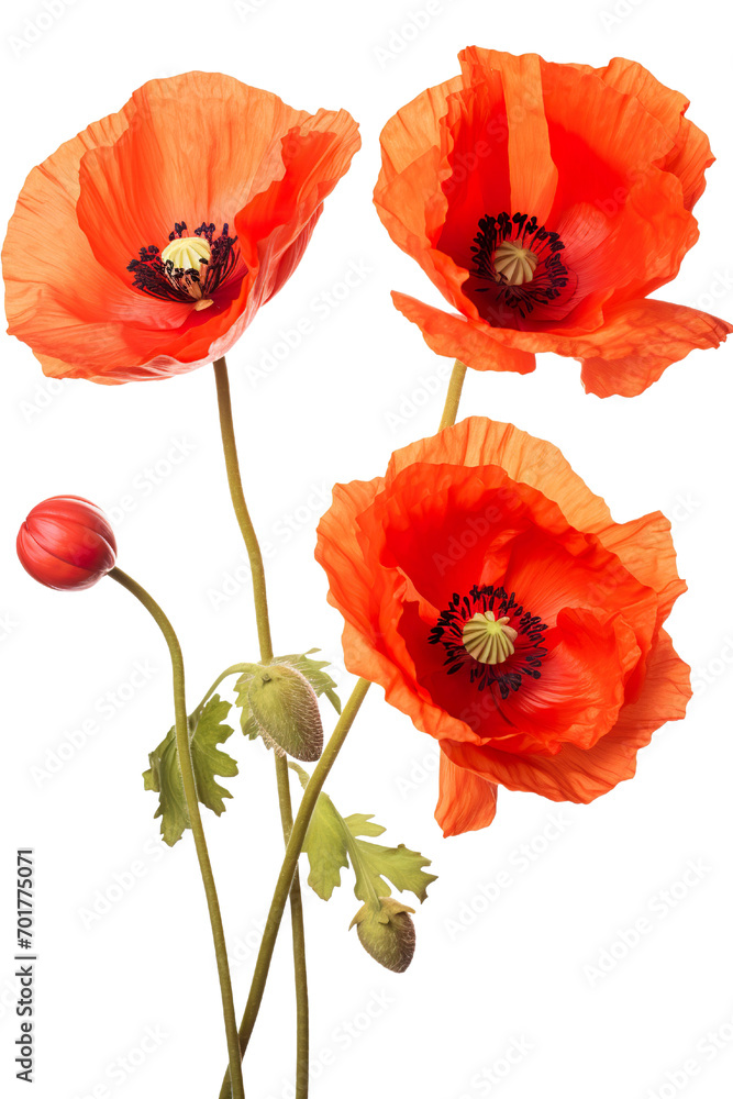 Obraz premium Top side closeup macro view of A collection of two, three Poppy flowers isolated on white background PNG
