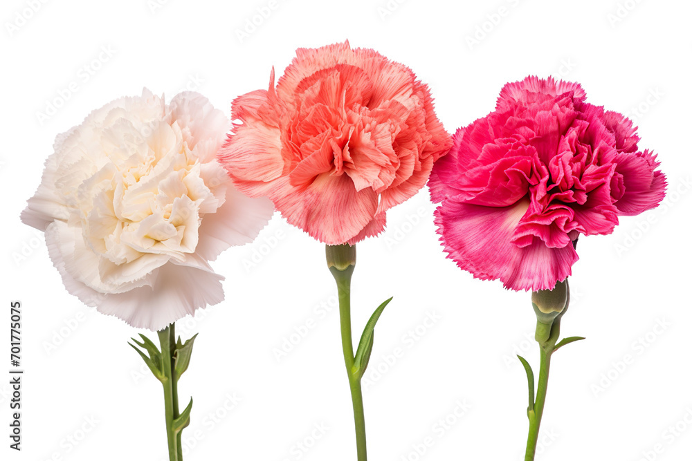 Top side closeup macro view of A collection two, three Carnation flowers isolated on white background 