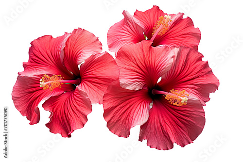 Top side closeup macro view of A collection of two, or three Hibiscus flowers isolated on a white background PNG