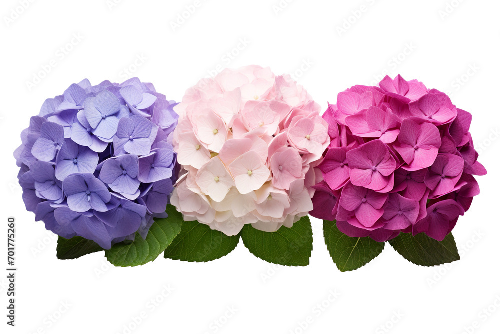 Fototapeta premium Top side closeup macro view of A collection two, three Hydrangea flowers isolated on white background PNG