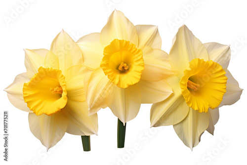 daffodils isolated on a white background PNG photo