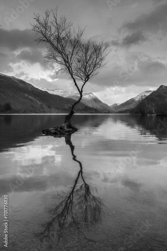 Lone Tree Padarn in black and white photo