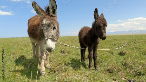 Mother donkey with her baby foal. Cute mom and her child animal characters. Central Asia, Kyrgyzstan, Issyk Kul region.