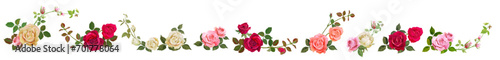 Collection of white, pink, red roses, panoramic view. Horizontal border for Valentine: rose branches with flowers, buds, leaves on white background. Realistic illustration in watercolor style, vector