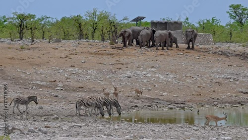 Mixed wildlife of plains zebras (Equus quagga), Impalas (Aepyceros melampus) and herd of African bush elephant (Loxodonta africana) at waterhole in  Etosha National Park, Namibia, Africa photo