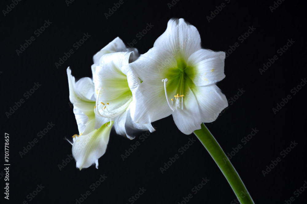 White amaryllis White amaryllis