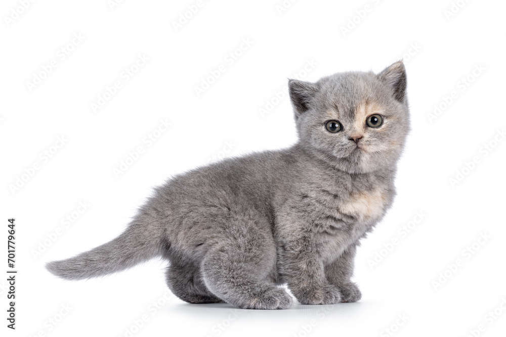 Cute 6 weeks old British Shorthair cat kitten, standing side ways. Looking straight to camera. Isolated on white.