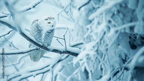Snowy Owl Against a Blue Sky  