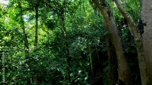 Atlantic forest in southern Brazil.