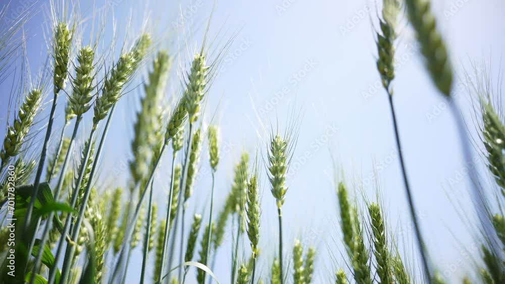 ears of wheat ears of wheat
