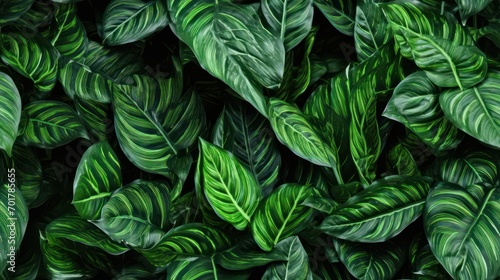  a close up of a green leafy plant with white and green stripes on it's leaves and a black background. photo