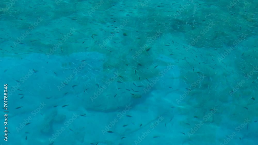 blue sea motion, water surface flow, bottom pure view, small fish school, breeze ripple blue sea motion, water surface flow, bottom pure view, small fish school, breeze ripple