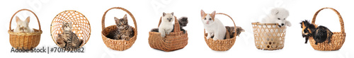 Set of cute domestic animal...