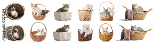 Set of many cute domestic a...