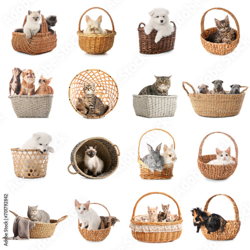 Set of many cute domestic a...
