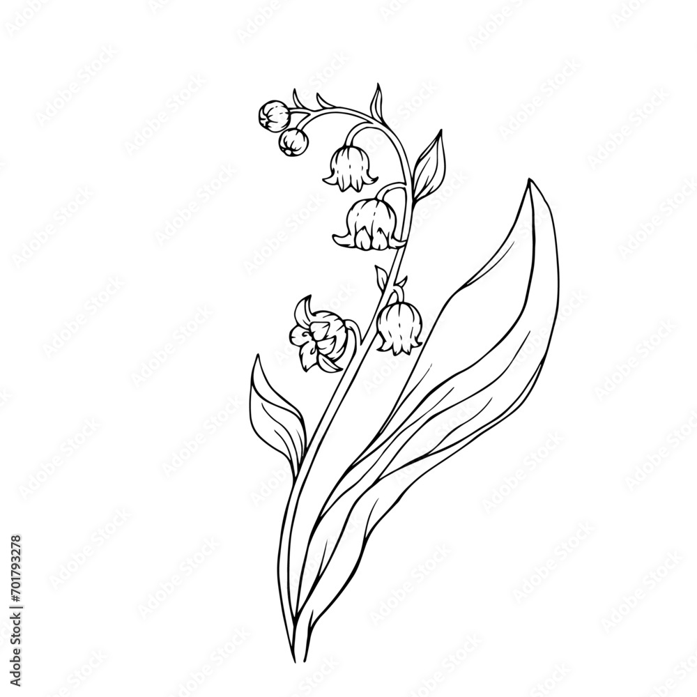 Line sketch of spring lily of the valley flower.Vector graphics. Line sketch of spring lily of the valley flower.Vector graphics.