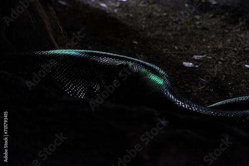 Serpente su terreno scuro photo