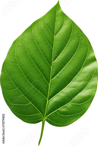 green leaf isolated transparent background