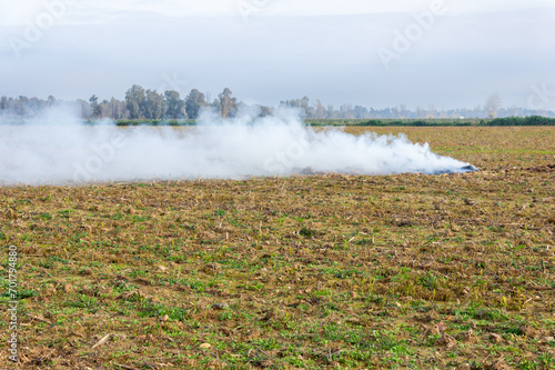 Obraz na plátně Echoes of Pruning: Smoke and Nature in Symmetry.