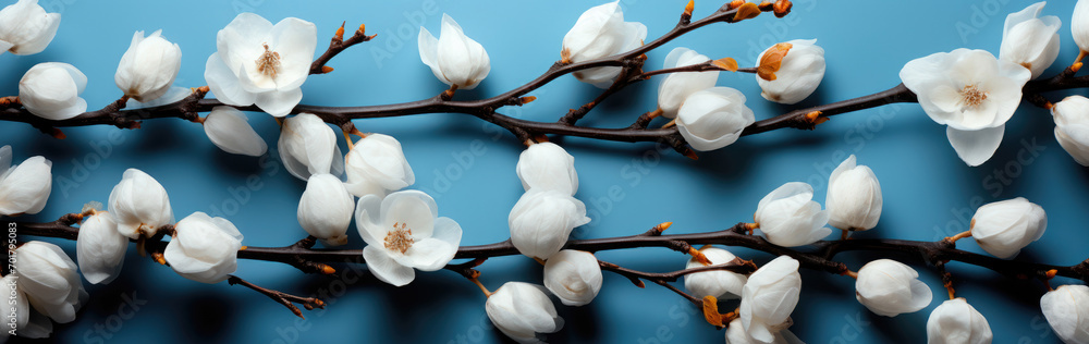 Branch with white fluffy cotton flowers on a blue background. Cozy winter banner Branch with white fluffy cotton flowers on a blue background. Cozy winter banner